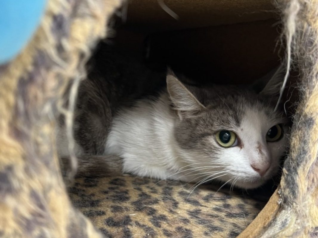 Ciboulette - Chat Européen à adopter - photo 2