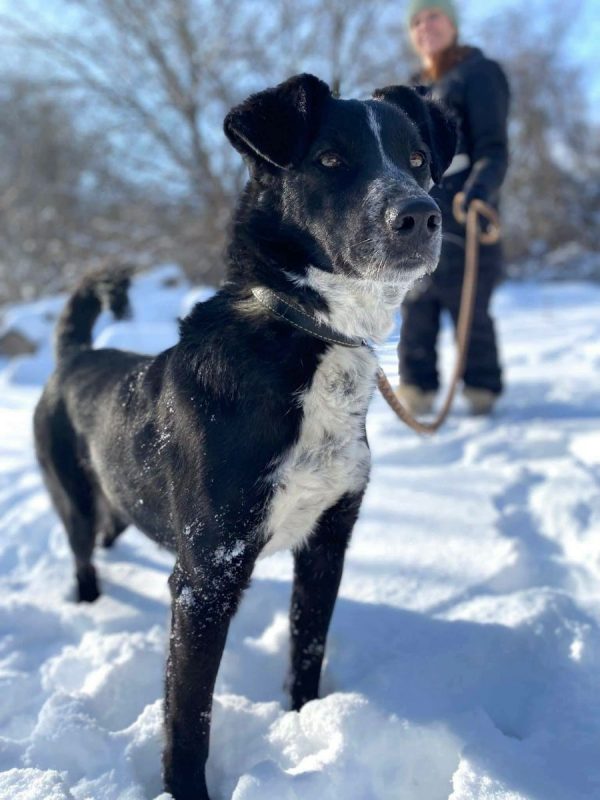 BEAM - Chien Border Collie x Berger Allemand à adopter - photo 3
