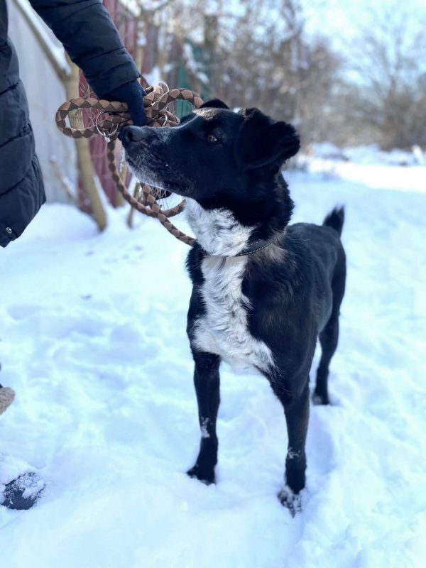 BEAM - Chien Border Collie x Berger Allemand à adopter