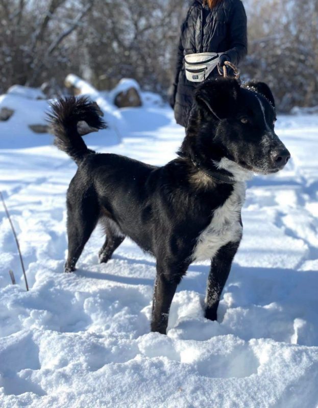 BEAM - Chien Border Collie x Berger Allemand à adopter - photo 4