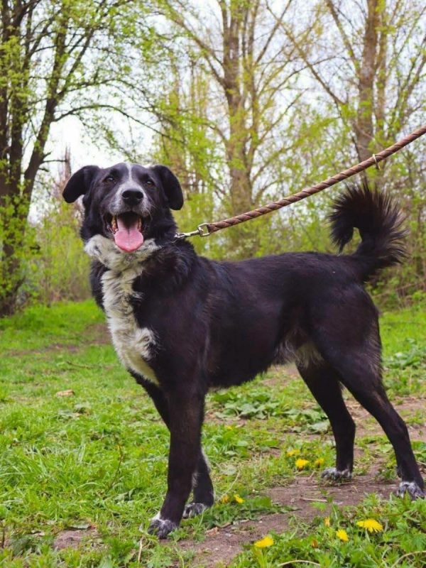 BEAM - Chien Border Collie x Berger Allemand à adopter - photo 7