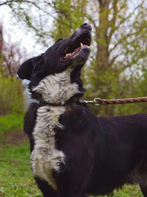 BEAM - Chien Border Collie x Berger Allemand à adopter - photo 10