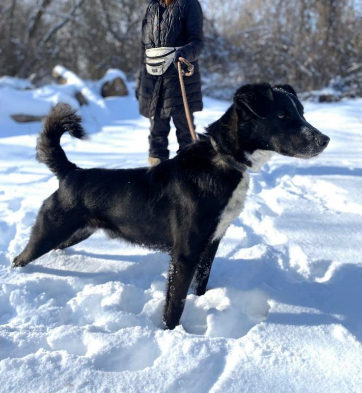 BEAM - Chien Border Collie x Berger Allemand à adopter - photo 6