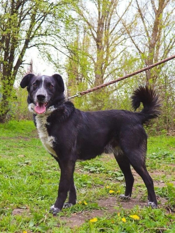 BEAM - Chien Border Collie x Berger Allemand à adopter - photo 9