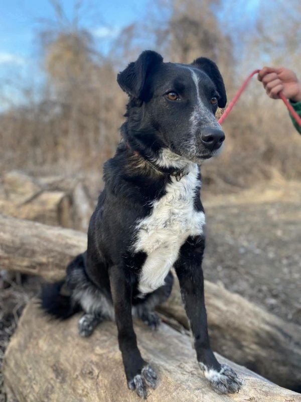 BEAM - Chien Border Collie x Berger Allemand à adopter - photo 8