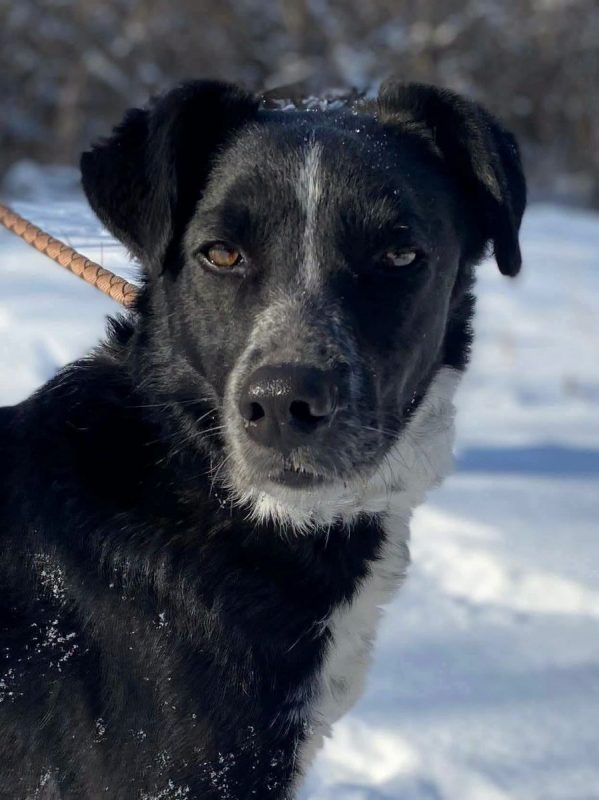 BEAM - Chien Border Collie x Berger Allemand à adopter - photo 2