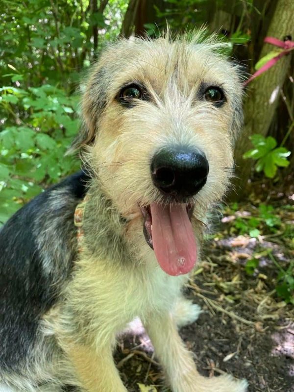 ROMEO - Chien Fox-Terrier à adopter - photo 2