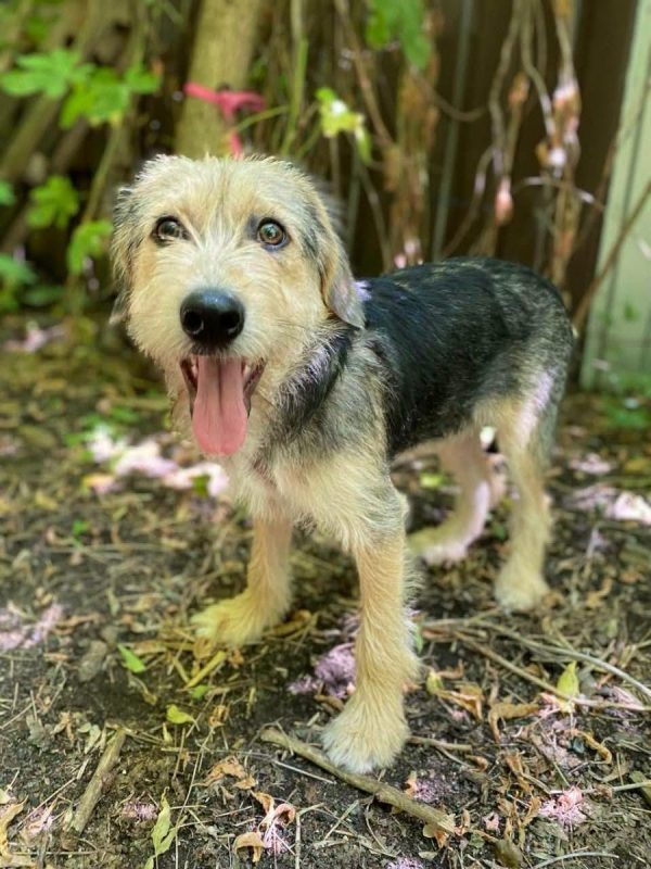 ROMEO - Chien Fox-Terrier à adopter - photo 4