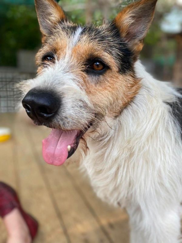 BARBOS - Chien Kromfohrländer x Grand Griffon Vendéen à adopter - photo 5
