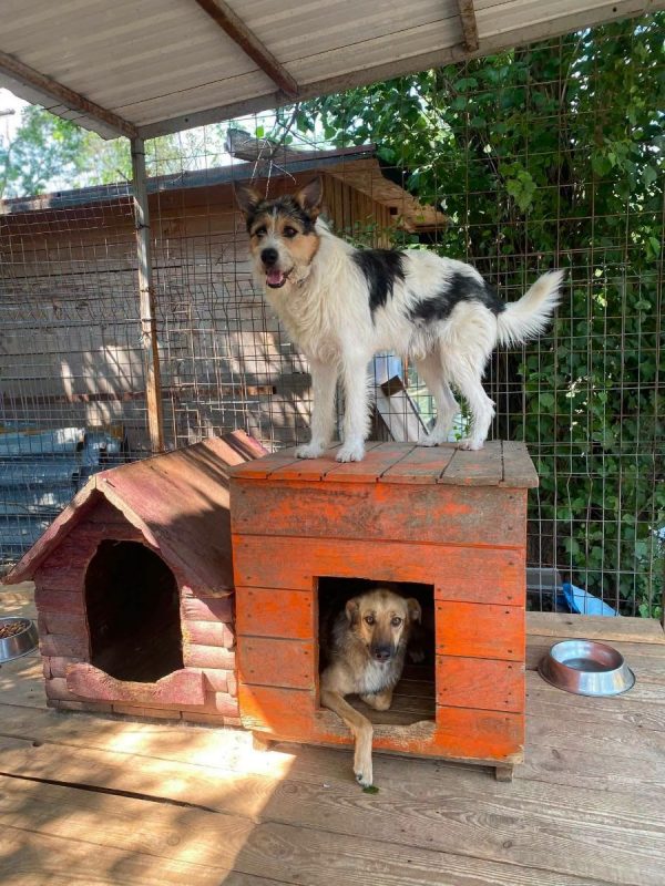BARBOS - Chien Kromfohrländer x Grand Griffon Vendéen à adopter - photo 2