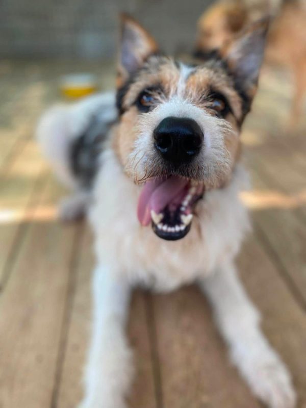 BARBOS - Chien Kromfohrländer x Grand Griffon Vendéen à adopter