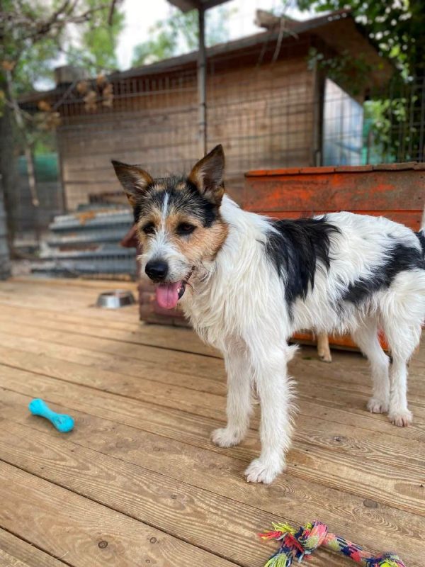 BARBOS - Chien Kromfohrländer x Grand Griffon Vendéen à adopter - photo 3