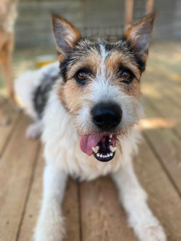 BARBOS - Chien Kromfohrländer x Grand Griffon Vendéen à adopter - photo 4