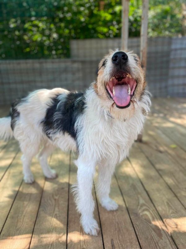 BARBOS - Chien Kromfohrländer x Grand Griffon Vendéen à adopter - photo 6