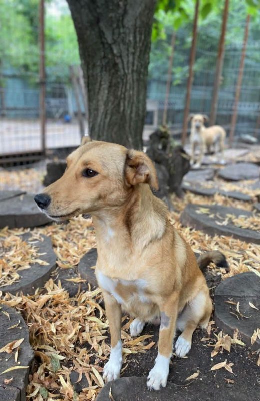 FRIDA - Chien Berger Allemand x Labrador-Retriever à adopter