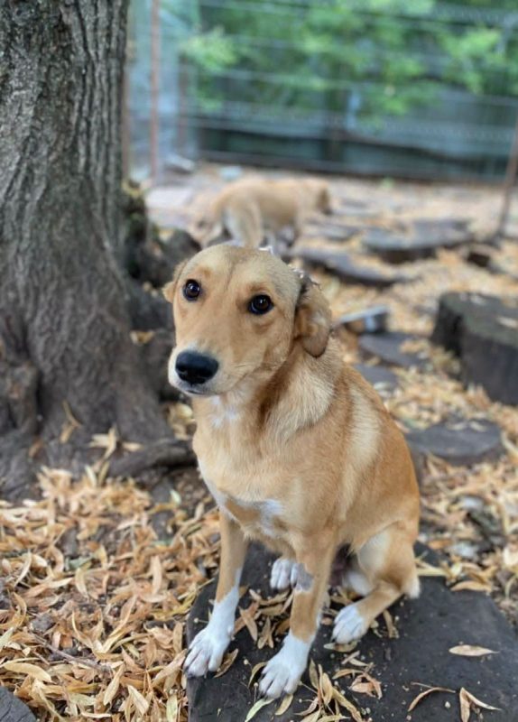 FRIDA - Chien Berger Allemand x Labrador-Retriever à adopter - photo 2