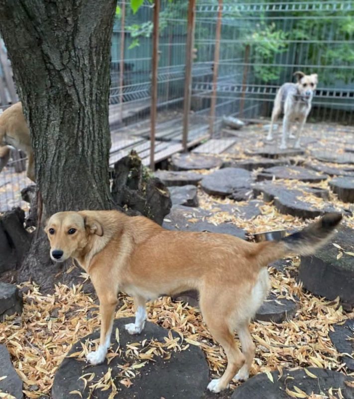 FRIDA - Chien Berger Allemand x Labrador-Retriever à adopter - photo 4