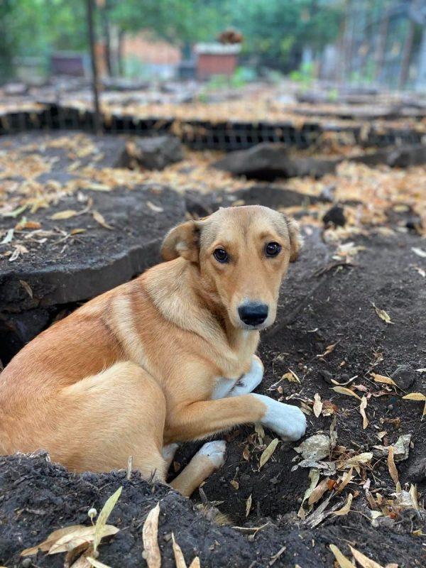 FRIDA - Chien Berger Allemand x Labrador-Retriever à adopter - photo 3