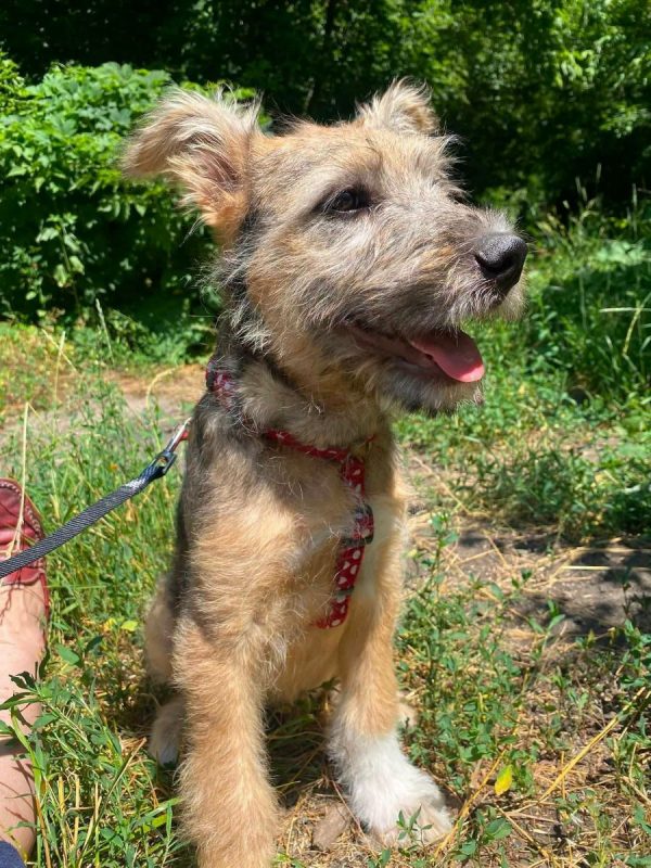 CHRIS - Chien Fox-Terrier à adopter - photo 3