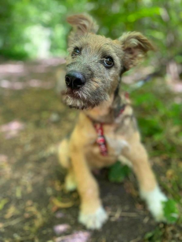 CHRIS - Chien Fox-Terrier à adopter