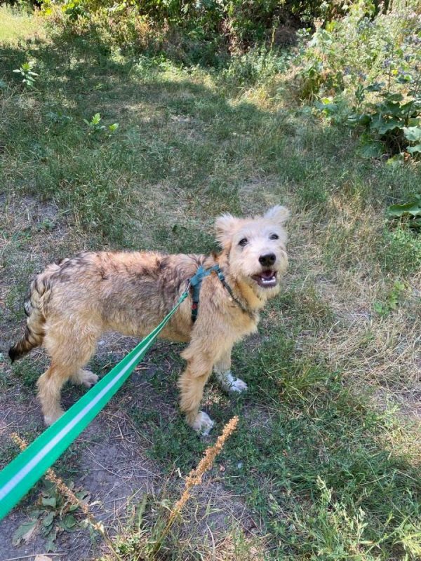 CHRIS - Chien Fox-Terrier à adopter - photo 5