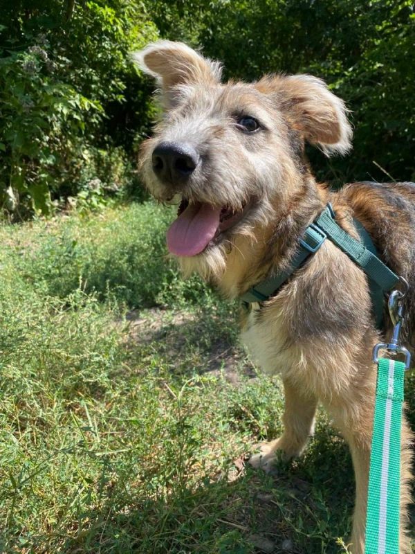 KENYA - Chien Fox-Terrier à adopter - photo 6