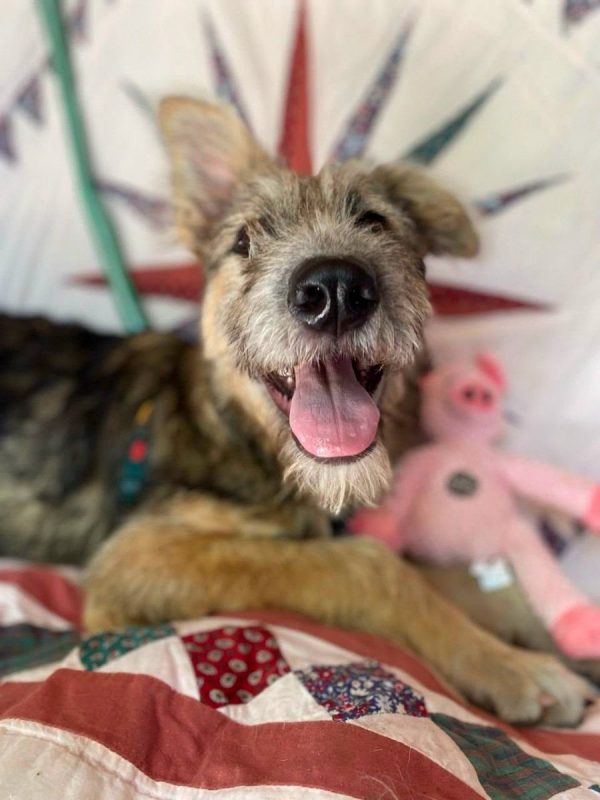 KENYA - Chien Fox-Terrier à adopter