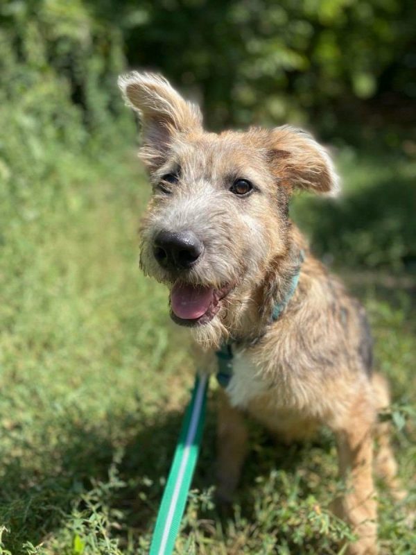 KENYA - Chien Fox-Terrier à adopter - photo 8