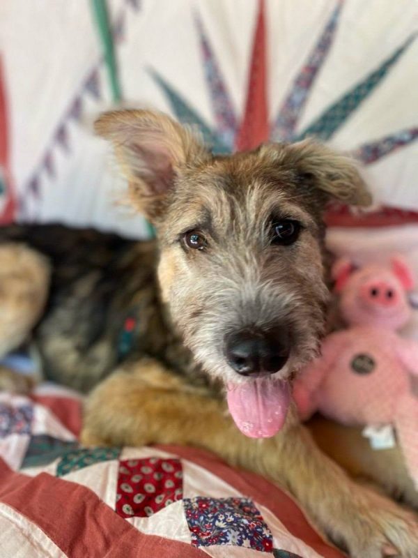 KENYA - Chien Fox-Terrier à adopter - photo 3
