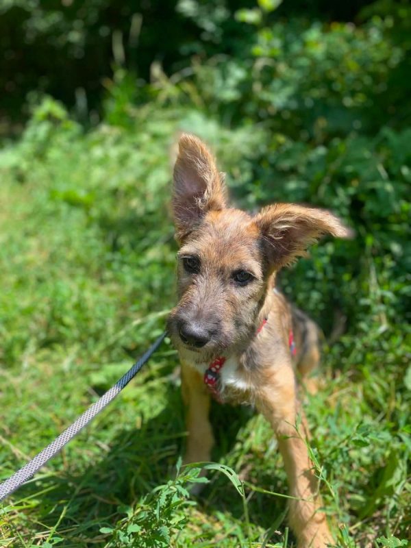 KENYA - Chien Fox-Terrier à adopter - photo 7