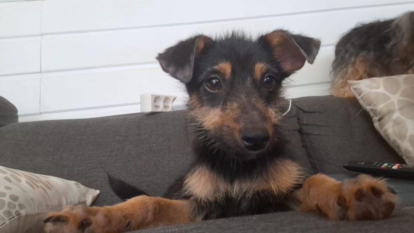 california - Chien à adopter - photo 2