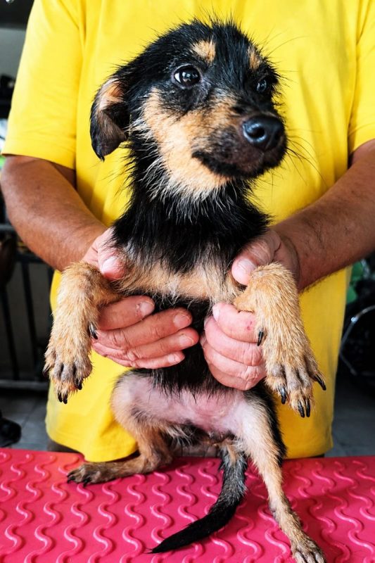california - Chien à adopter