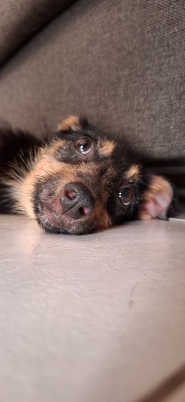 california - Chien à adopter - photo 3
