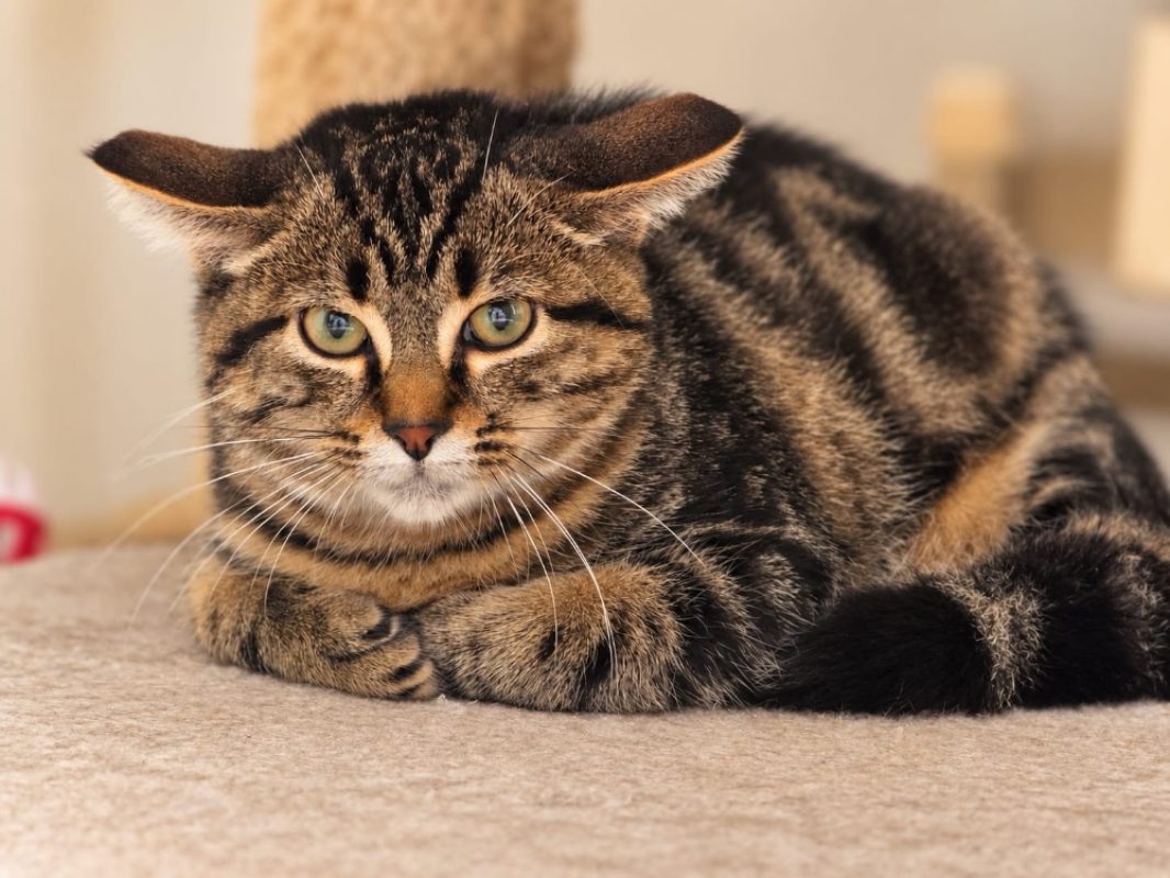 Marcelino - Chat Européen à adopter