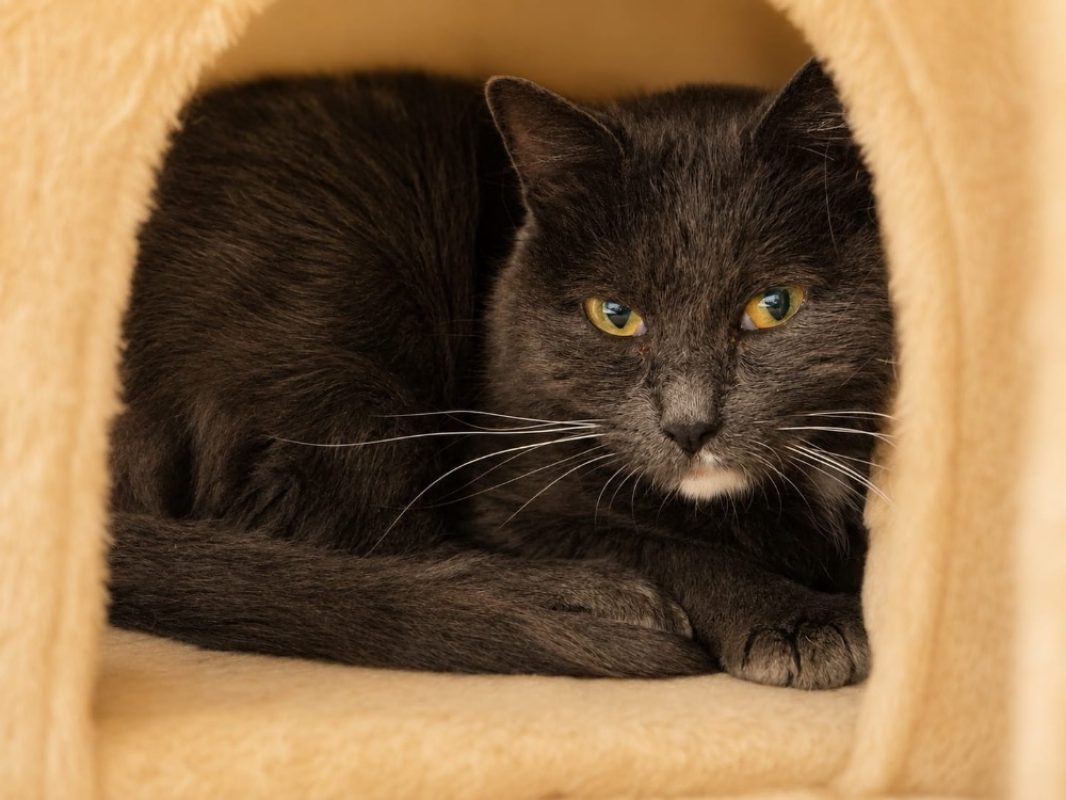 Mia - Chat Européen à adopter