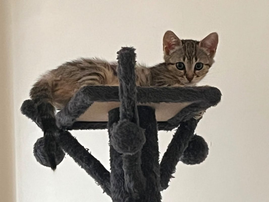 Bhopal - Chat Européen à adopter