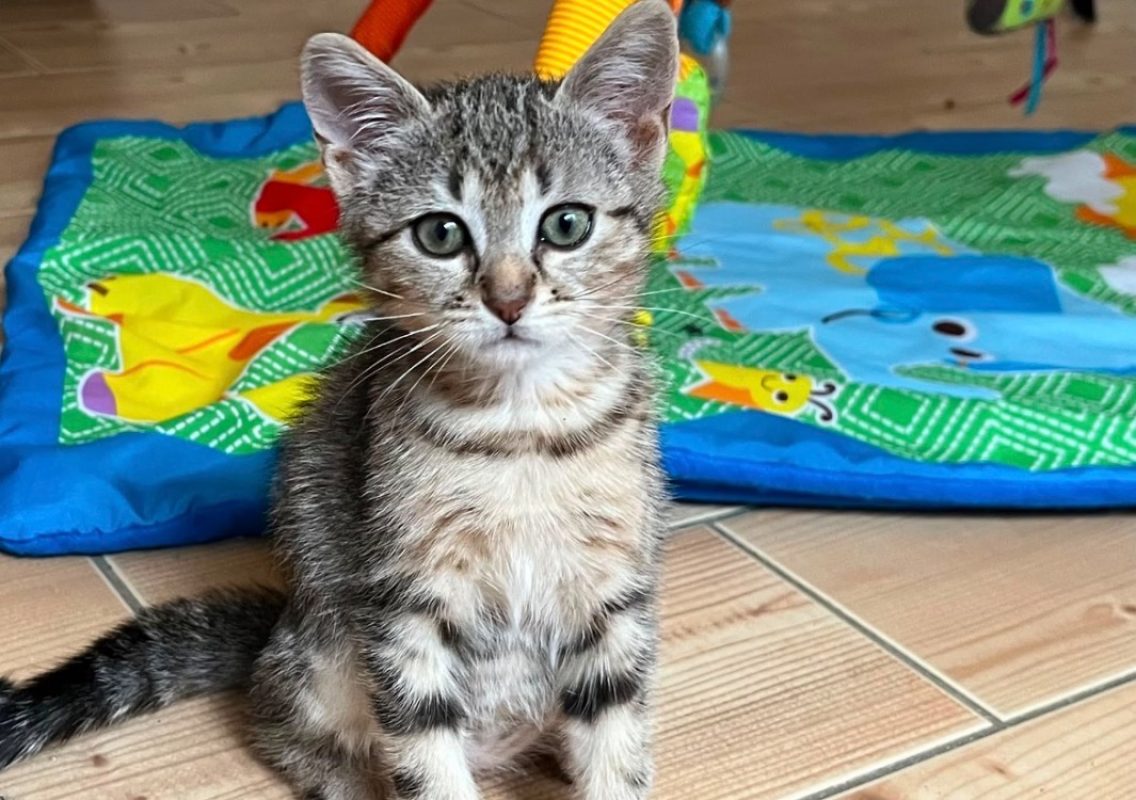 Soleil - Chat Européen à adopter