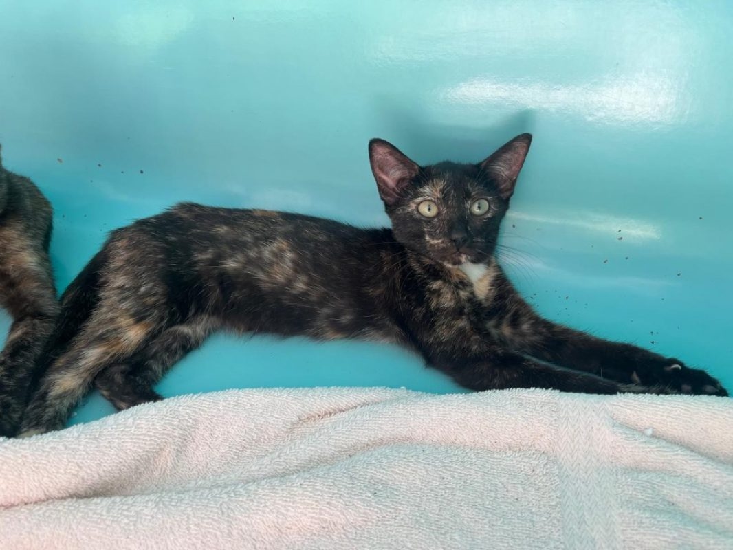 Quelya - Chat Européen à adopter