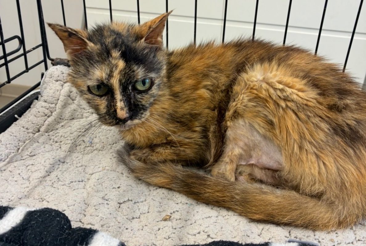 Minette - Chat Européen à adopter