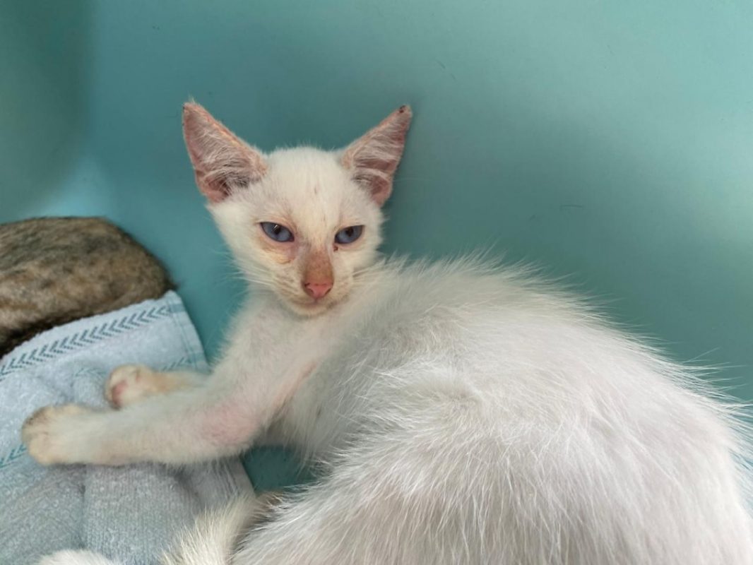 Eden - Chat Européen à adopter