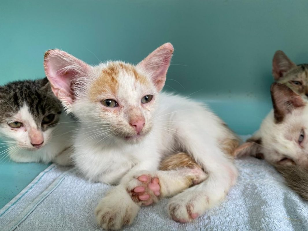 Eros - Chat Européen à adopter