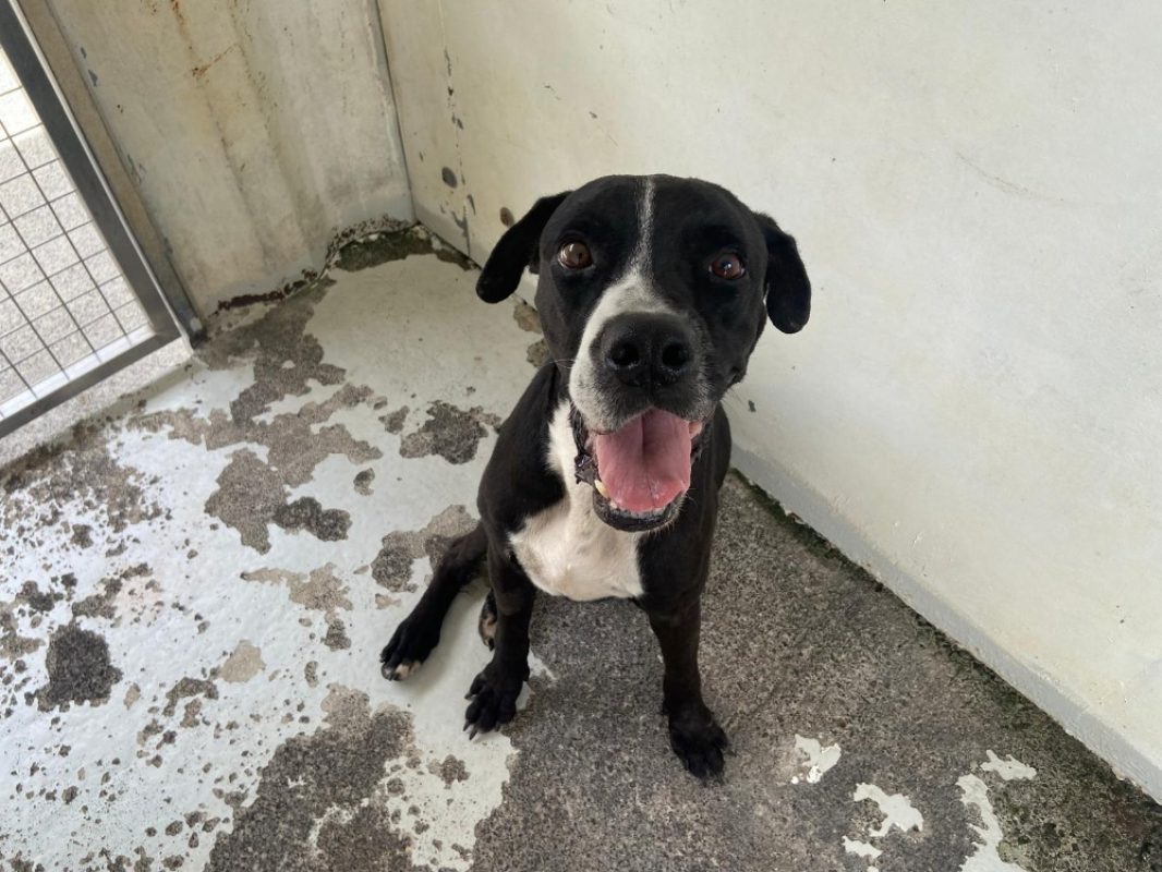 Shadow - Chien à adopter