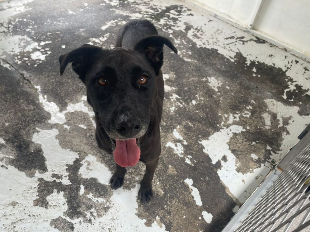 Xima - Chien à adopter