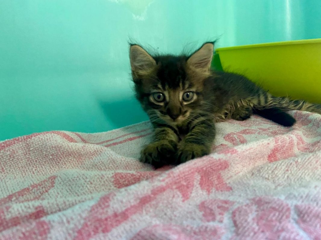 Gerry - Chat Européen à adopter