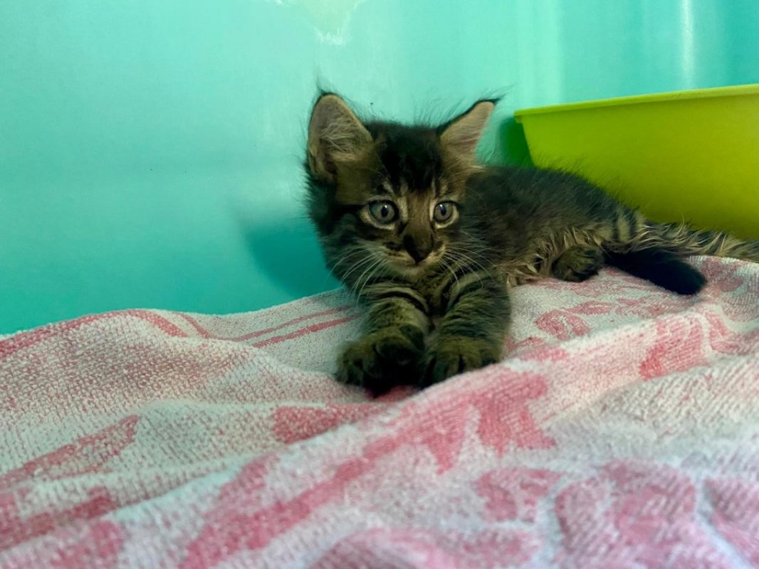 Gerry - Chat Européen à adopter - photo 2