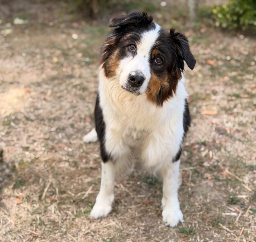 Laya - Chien à adopter