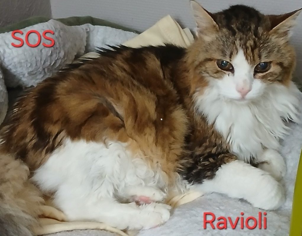 Ravioli - Chat Européen à adopter