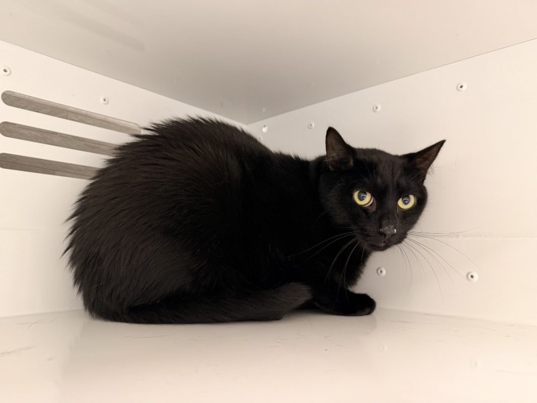 Tsuki - Chat Européen à adopter