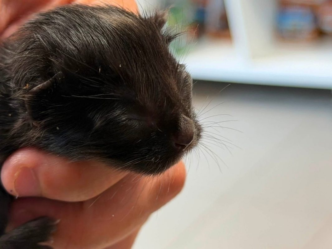 Lila - Chat Européen à adopter