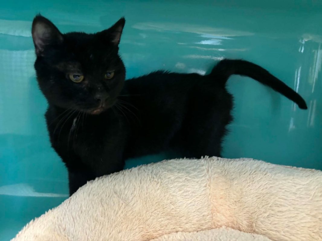 Naruto - Chat Européen à adopter
